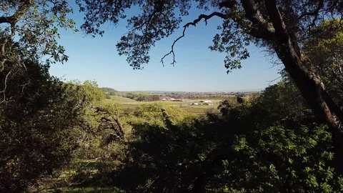 4K Drone flies through tree foliage revealing vineyards in valley below Stock-Footage 114522221