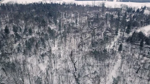 4K drone flight above winter forest scenery after the first snow fall of the yea 스톡 동영상 101490007