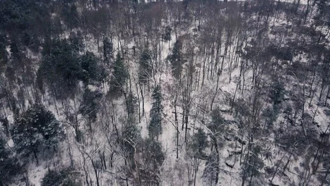 4K drone flight above winter forest scenery after the first snow fall of the yea 스톡 동영상 101491927