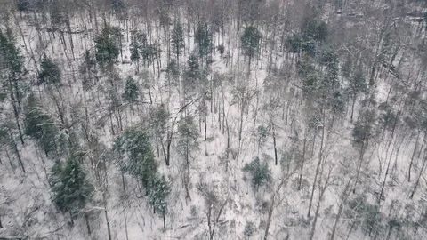 4K drone flight above winter forest scenery after the first snow fall of the yea Video stock 101492258