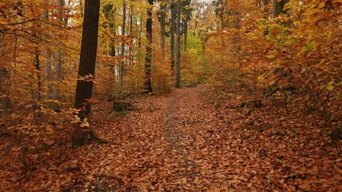 4K drone flight in autumn colored forest Stock Footage 98330283