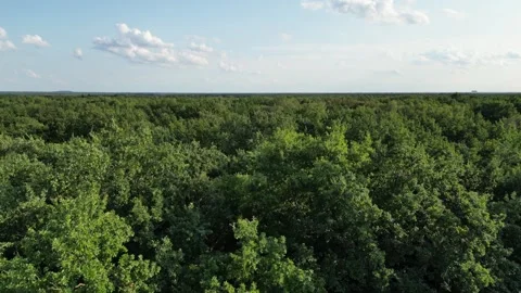 4K Drone Flight Forward Over Majestic Forest Видео 249404655