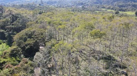 4k drone flight over cedar production, beautiful landscape Foto stock