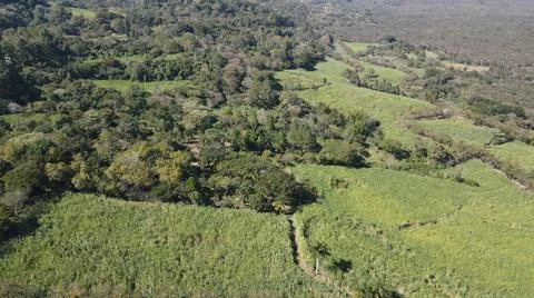 4k drone flight over cedar production, beautiful landscape Foto stock
