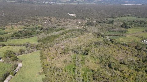 4k drone flight over cedar production, beautiful landscape Foto stock