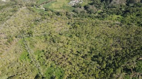 4k drone flight over cedar production, beautiful landscape Foto stock