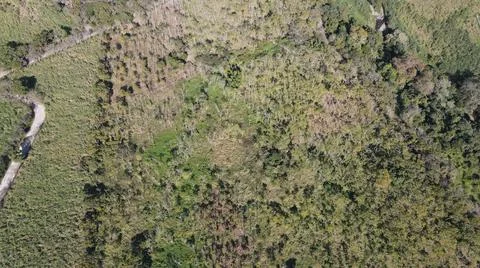 4k drone flight over cedar production, beautiful landscape Foto stock