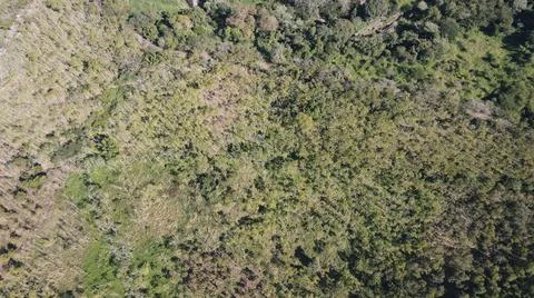 4k drone flight over cedar production, beautiful landscape Foto stock