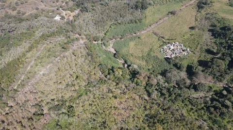 4k drone flight over cedar production, beautiful landscape Stock Photos