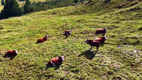 4K Drone Flight Over Cows Grazing in Alpine Mountain Meadow Stock Footage 330195046