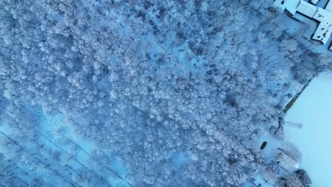 4K Drone Flight Over Snow Covered Forest in Netherlands Vidéo 334840409