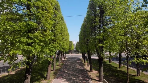 4k drone fly between tree lined avenue in a sunny day Stock Footage 111824588