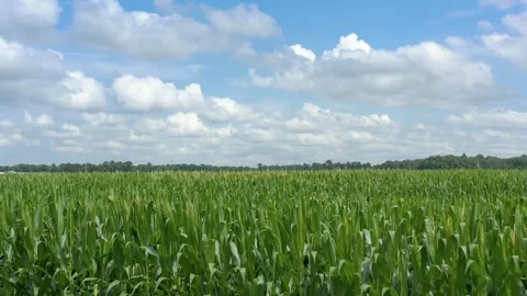 4k drone fly over corn field blue sky and clouds 動画素材 245668818