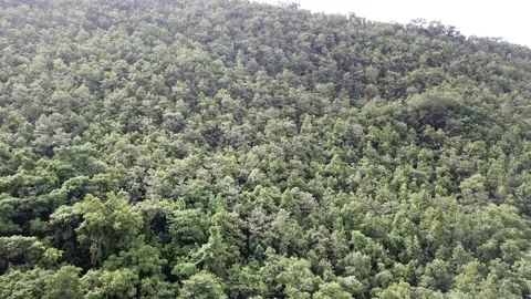  4k Drone fly over hill and forest Stock Footage 161525686