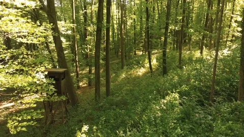 4k Drone fly through German Forest Stock Footage 100263492