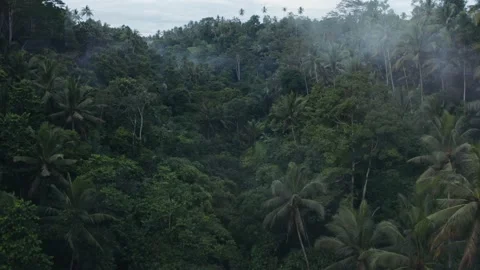 4k Drone Fly-Through Tropical Jungle with Clouds Stock Footage 156022555