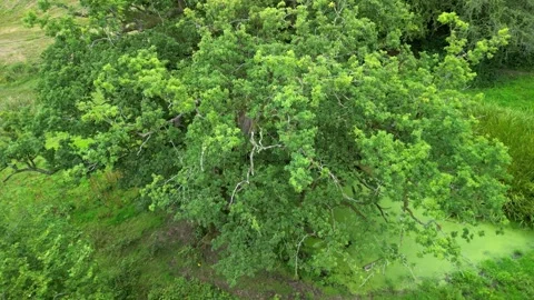 4K Drone Flying  into and Over Oak Tree During Summer Video stock 248644284