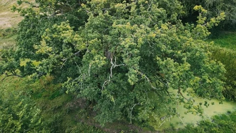 4K Drone Flying  into and Over Oak Tree During Summer - Cinematic Video stock 248644316