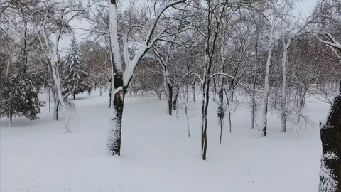 4K The drone is flying from down the ground to up to the tree top Stock-Footage 102325162