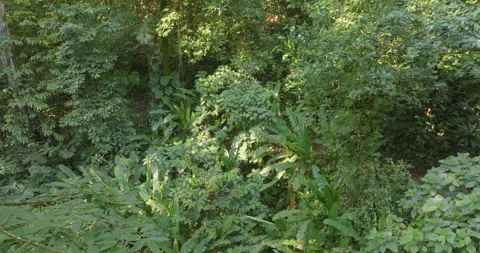 4k Drone Flying Forward And Lowering Within Thick Rainforest Jungle Foliage Stock Footage 277081633