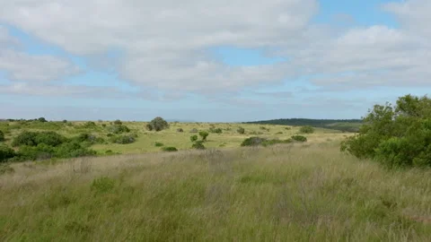 4K Drone Flying Forward Lifting From Tall Grasses Revealing Bushveld Plains Stock Footage 262770558
