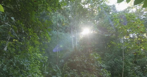 4k Drone Flying Forward Tilting Up Thick Jungle Foliage With Beams Of Sunlight Stock Footage 277081240