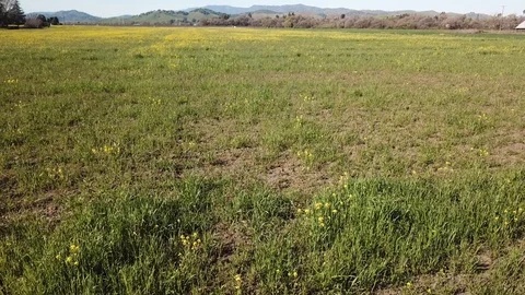 4K Drone flying low and fast over open field: drone climbs at end Stock Footage 114521967