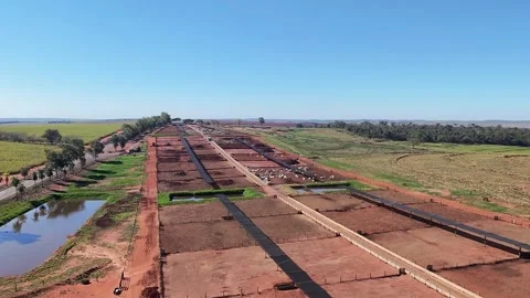 4K Drone Flying Over Cattle Feedlot in Open Rural Area – Sunny Day Stock Footage 319711273