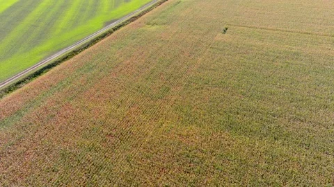 4K drone flying over corn and wheat crops fields in rural area. 스톡 동영상 161522537
