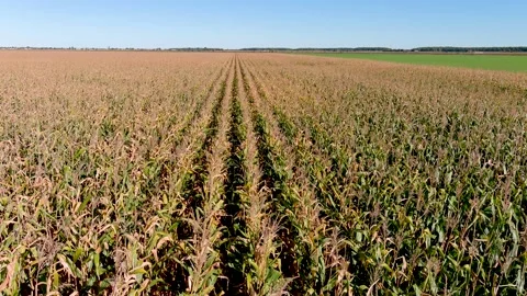 4K drone flying over corn crops field in rural area. 스톡 동영상 161522767
