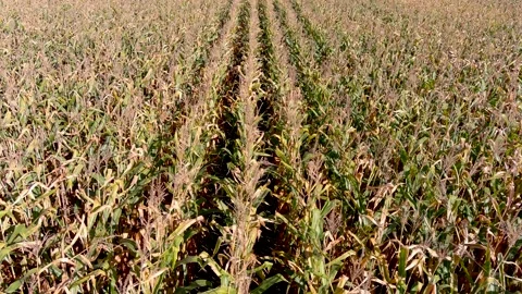 4K drone flying over corn crops field in rural area. Vídeos de archivo 163299900