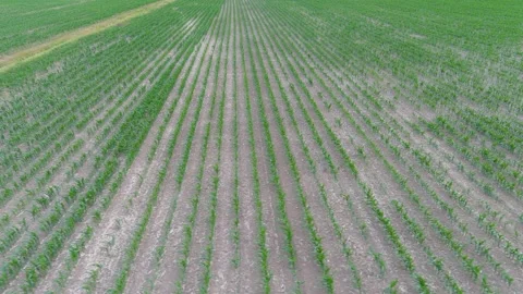 4K drone flying over crops field in rural area. 스톡 동영상 156265648