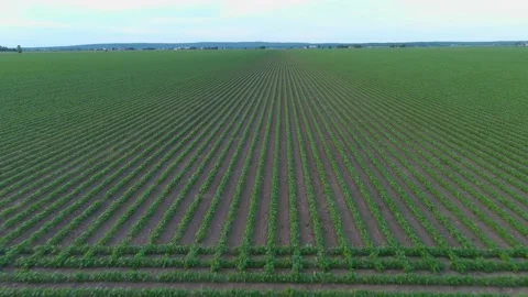 4K drone flying over crops field in rural area. Video stock 156285561