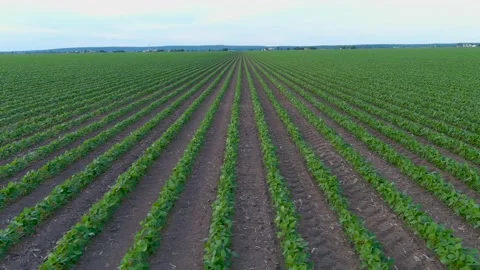 4K drone flying over crops field in rural area. Stock Footage 157972685