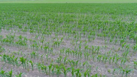4K drone flying over crops field in rural area. 스톡 동영상 158108137