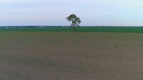 4K drone flying over crops field in rural area. Stock Footage 158165383