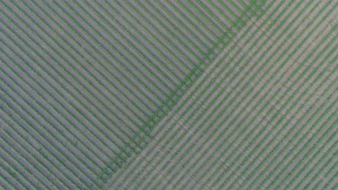 4K drone flying over crops field in rural area. 스톡 동영상 158165476
