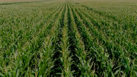 4K drone flying over crops field in rural area. Stock Footage 158165496