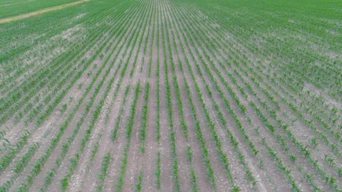 4K drone flying over crops field in rural area. Stock Footage 159175348
