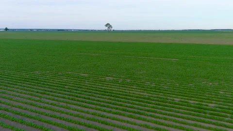 4K drone flying over crops field in rural area. Stock Footage 159175419