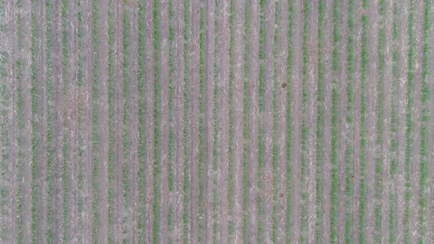 4K drone flying over crops field in rural area. Stock-Footage 159262967