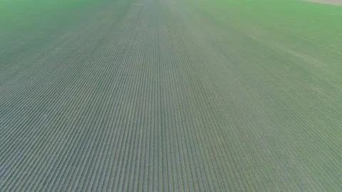4K drone flying over crops field in rural area. Stock-Footage 159372535