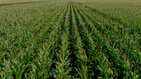 4K drone flying over crops field in rural area. Stock Footage 160439329