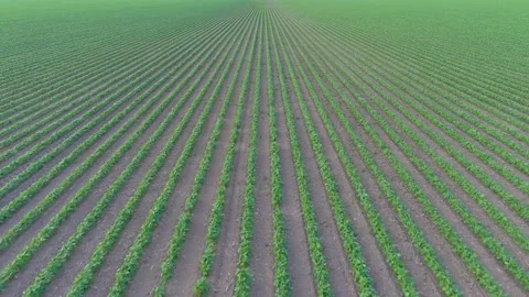 4K drone flying over crops field in rural area. Video stock 160439386