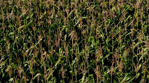 4K drone flying over crops field in rural area. Stock Footage 161522807