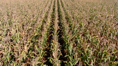 4K drone flying over crops field in rural area. Stock Footage 162623000