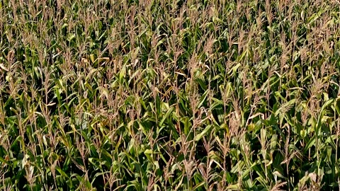 4K drone flying over crops field in rural area. 스톡 동영상 163297420