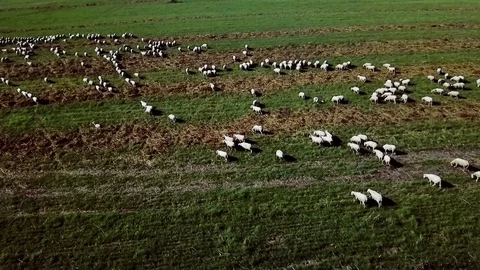 4K Drone Flying Over Flock Of Sheep Running On The Spring Grass In Slovakia Stock Footage 107141205