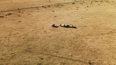 4k Drone flying over a herd of sheep in an overgrazed field in summer. Stock Footage 154814607
