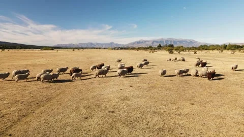 4k Drone flying over a herd of sheep in an overgrazed field in summer Stock Footage 154815660